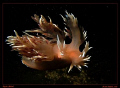   Spanish Dancer nutrient rich cold waters British Columbia. Canon G7 Single Sea YS27DX Strobe Columbia  